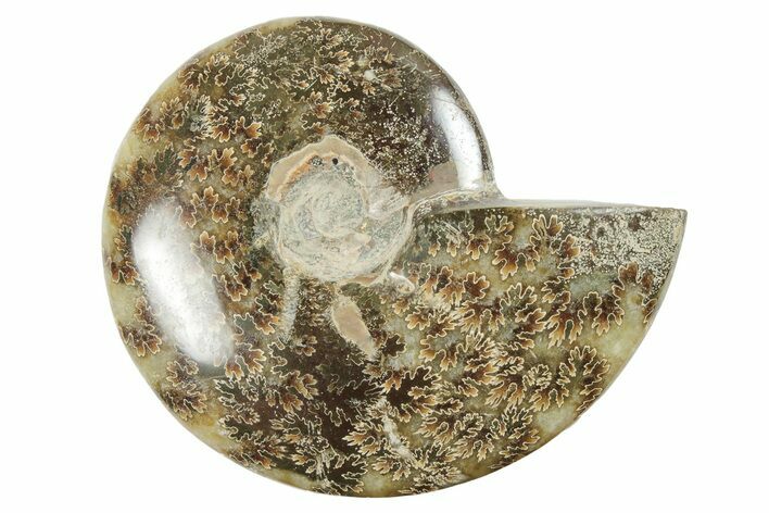 4.3" Polished Ammonite Fossil - Madagascar